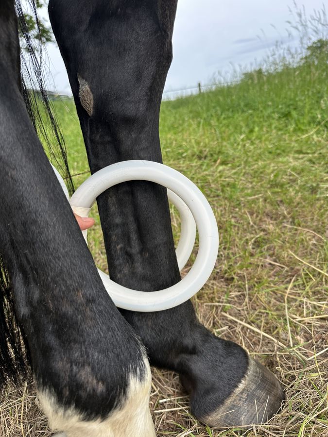 MagnaWave-Loop bei der Lokalanwendung am Pferdebein