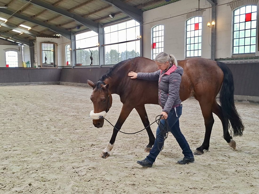 Susanne Griese bei der Bodenarbeit mit einem Pferd in der Halle