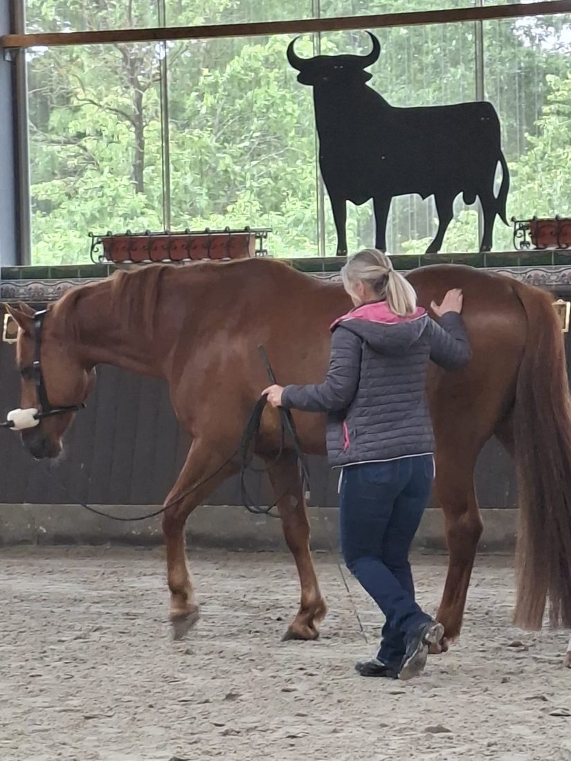 Susanne Griese beim tensegralen Training mit einem Pferd